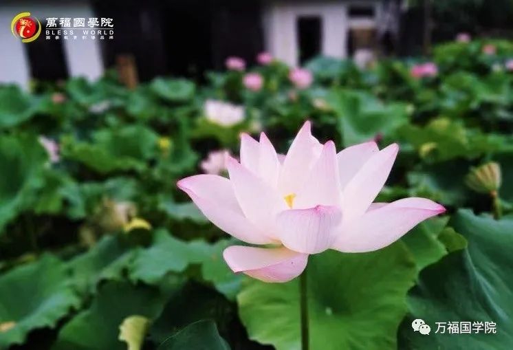 荷花.jpg 图片
