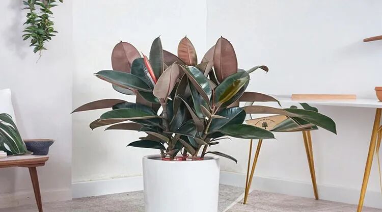 1733801525295629.jpg 图片