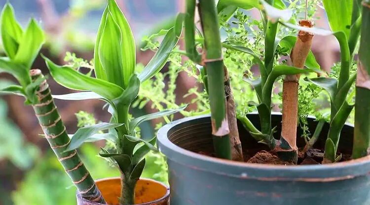 1733801505980223.jpg 图片