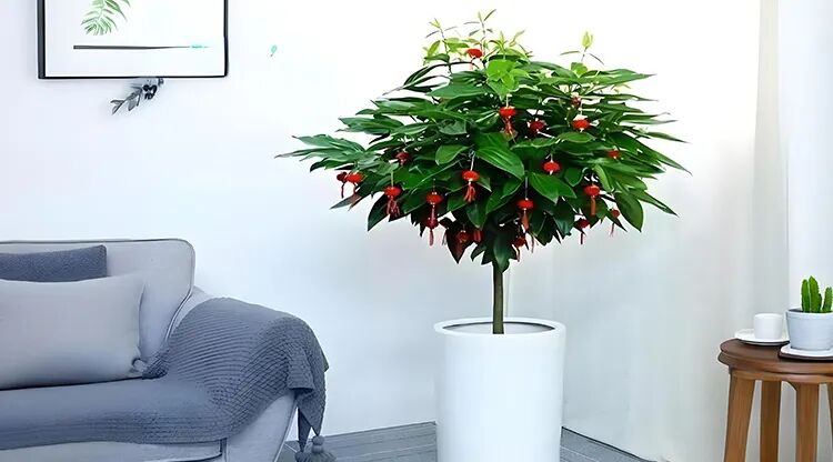 1733801532786519.jpg 图片