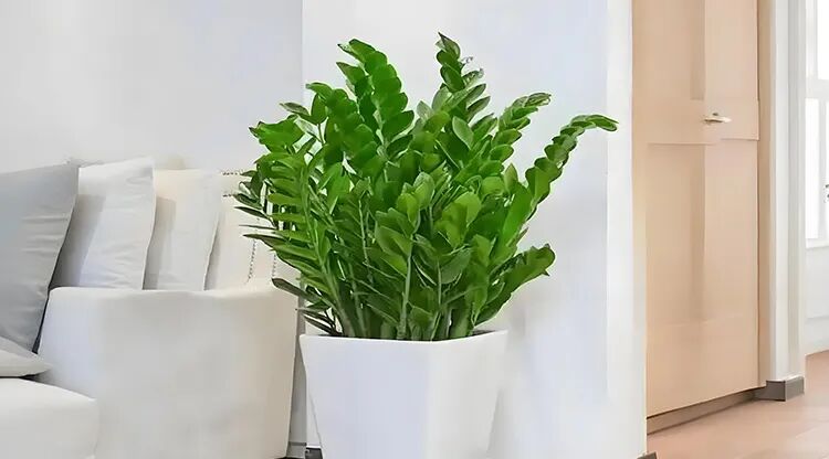 1733801519374351.jpg 图片