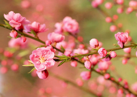 如何确定自己的桃花位